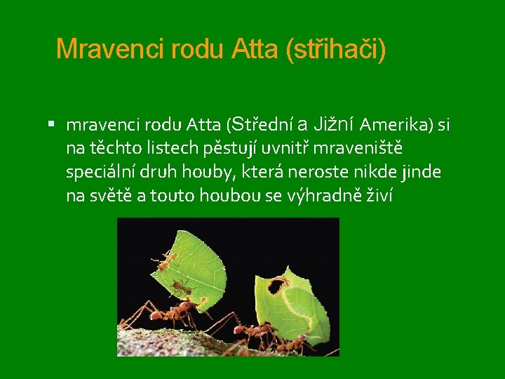 Mravenci rodu Atta (střihači) mravenci rodu Atta (Střední a Jižní Amerika) si na těchto