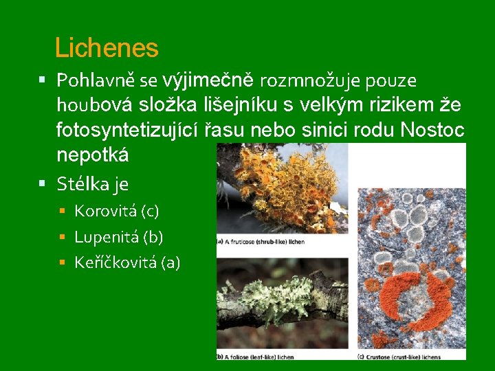 Lichenes Pohlavně se výjimečně rozmnožuje pouze houbová složka lišejníku s velkým rizikem že fotosyntetizující