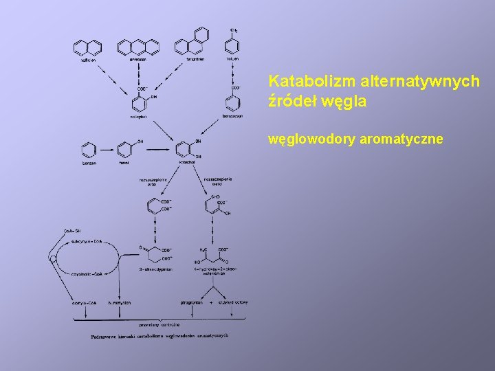 Katabolizm alternatywnych źródeł węgla węglowodory aromatyczne 