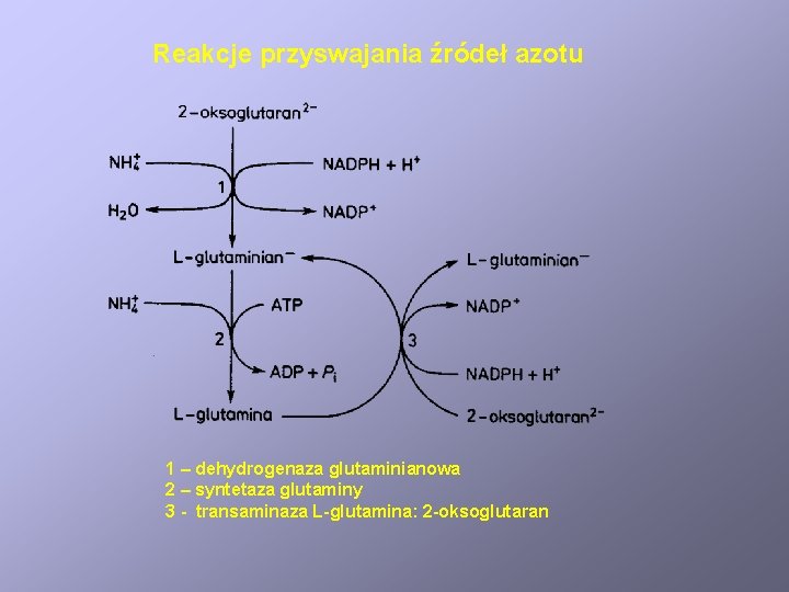 Reakcje przyswajania źródeł azotu 1 – dehydrogenaza glutaminianowa 2 – syntetaza glutaminy 3 -