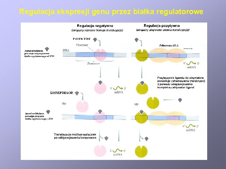 Regulacja ekspresji genu przez białka regulatorowe 