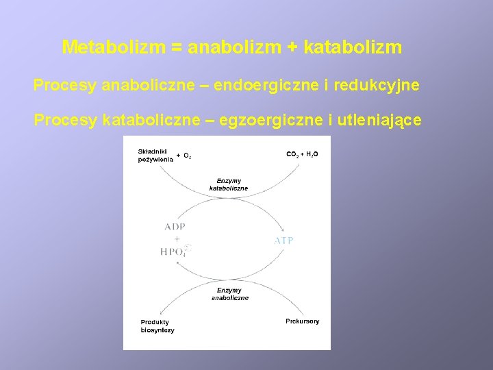 Metabolizm = anabolizm + katabolizm Procesy anaboliczne – endoergiczne i redukcyjne Procesy kataboliczne –