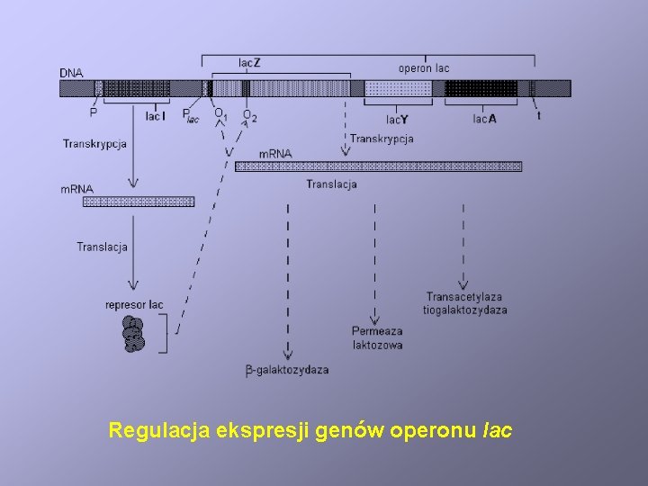 Regulacja ekspresji genów operonu lac 
