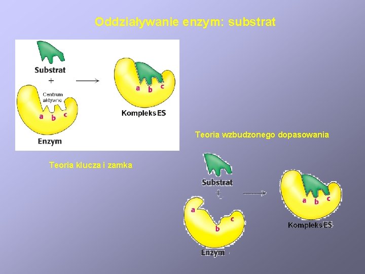 Oddziaływanie enzym: substrat Teoria wzbudzonego dopasowania Teoria klucza i zamka 