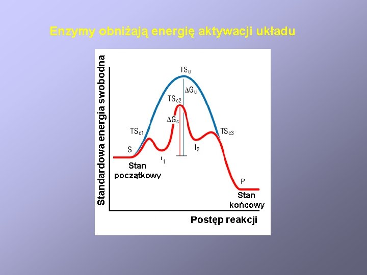 Enzymy obniżają energię aktywacji układu 