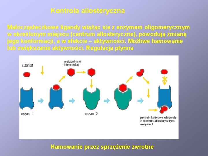 Kontrola allosteryczna Małocząsteczkowe ligandy wiążąc się z enzymem oligomerycznym w określonym miejscu (centrum allosteryczne),