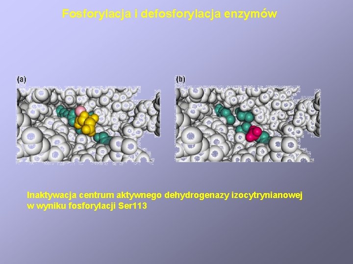 Fosforylacja i defosforylacja enzymów Inaktywacja centrum aktywnego dehydrogenazy izocytrynianowej w wyniku fosforylacji Ser 113