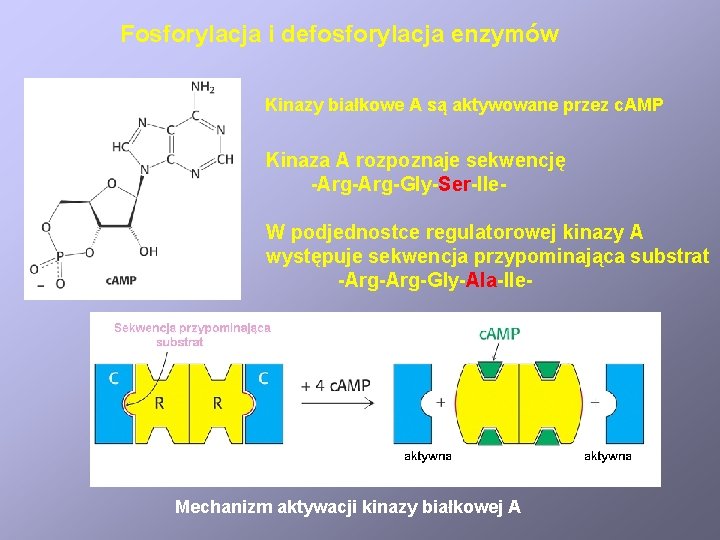 Fosforylacja i defosforylacja enzymów Kinazy białkowe A są aktywowane przez c. AMP Kinaza A