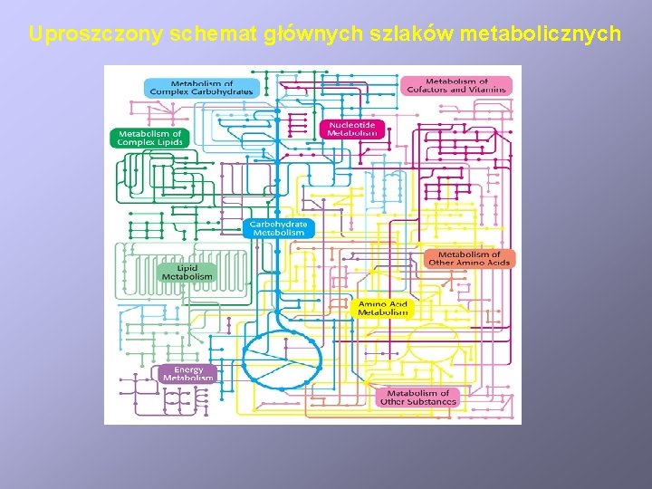 Uproszczony schemat głównych szlaków metabolicznych 