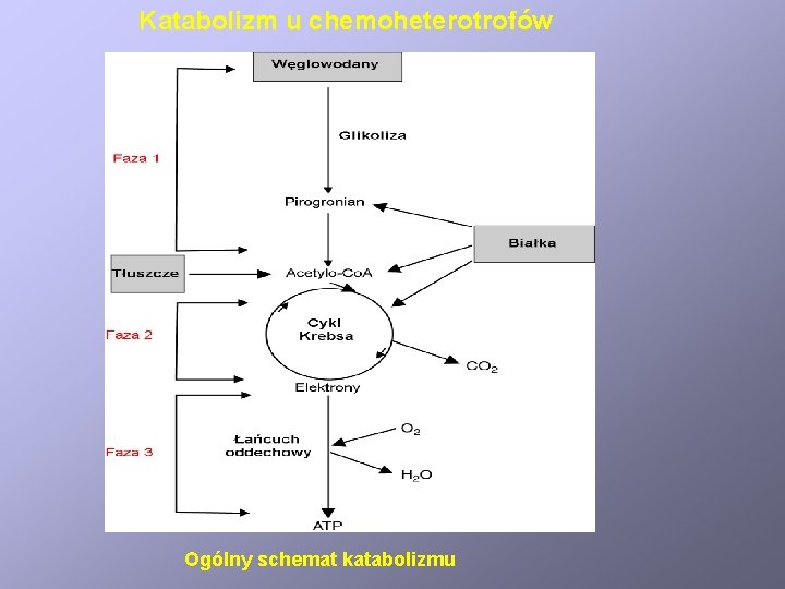 Katabolizm u chemoheterotrofów Ogólny schemat katabolizmu 