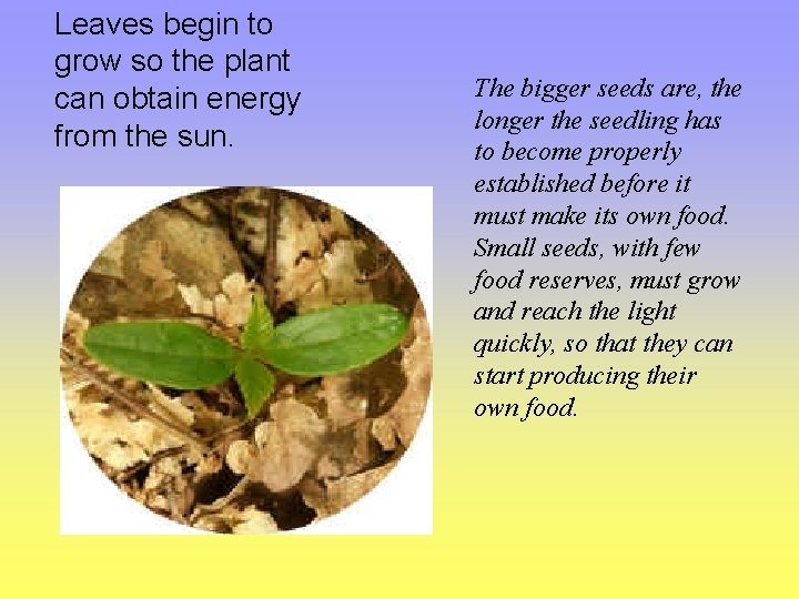 Leaves begin to grow so the plant can obtain energy from the sun. The