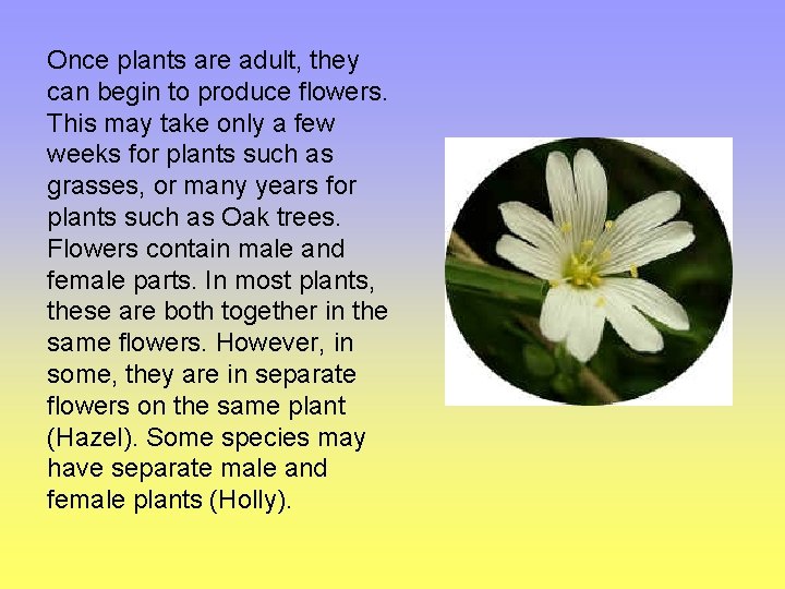 Once plants are adult, they can begin to produce flowers. This may take only