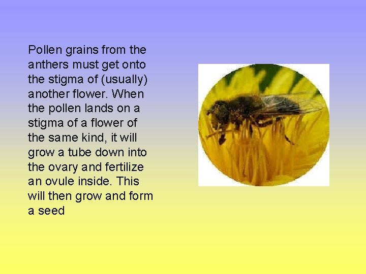 Pollen grains from the anthers must get onto the stigma of (usually) another flower.