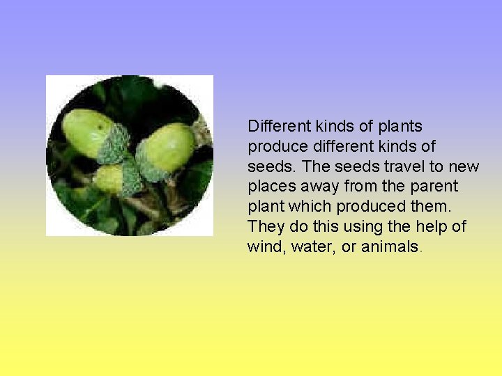 Different kinds of plants produce different kinds of seeds. The seeds travel to new