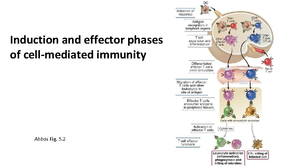 Induction and effector phases of cell-mediated immunity Abbas Fig. 5. 2 