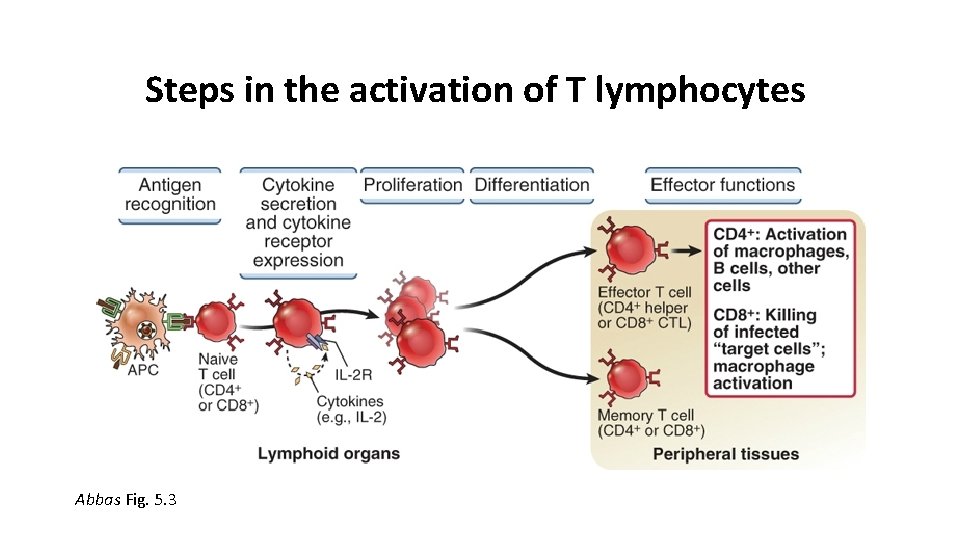 Steps in the activation of T lymphocytes Abbas Fig. 5. 3 