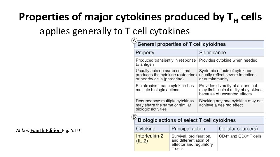 Properties of major cytokines produced by TH cells applies generally to T cell cytokines