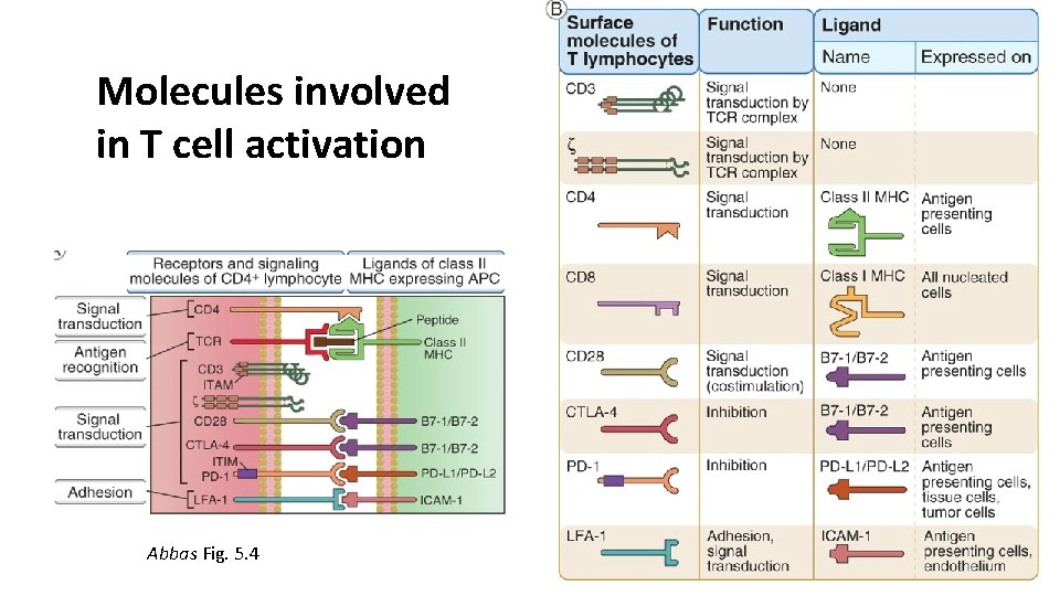 Molecules involved in T cell activation Abbas Fig. 5. 4 