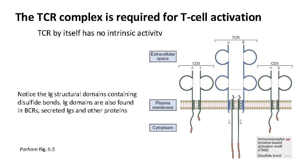 The TCR complex is required for T-cell activation TCR by itself has no intrinsic