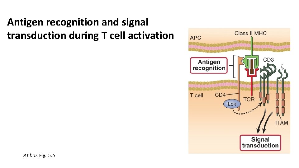 Antigen recognition and signal transduction during T cell activation Abbas Fig. 5. 5 