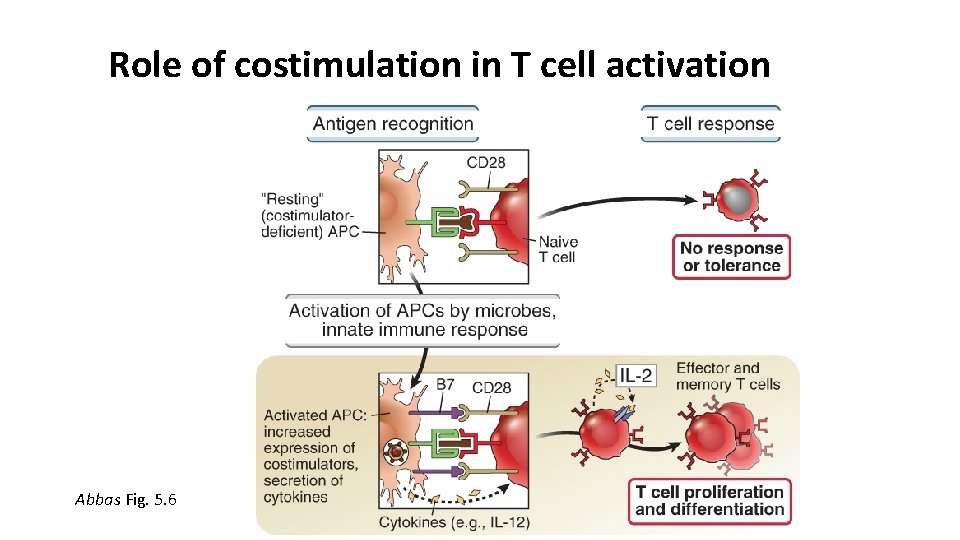 Role of costimulation in T cell activation Abbas Fig. 5. 6 