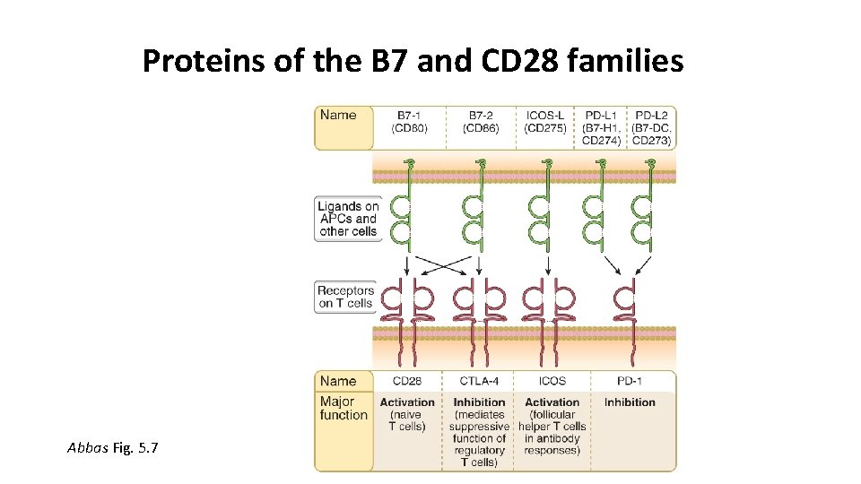 Proteins of the B 7 and CD 28 families Abbas Fig. 5. 7 