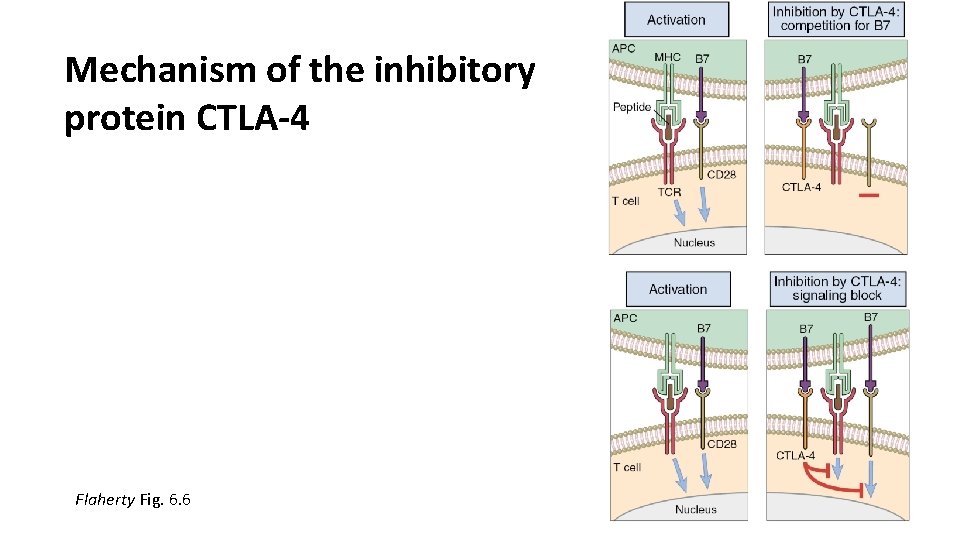 Mechanism of the inhibitory protein CTLA-4 Flaherty Fig. 6. 6 