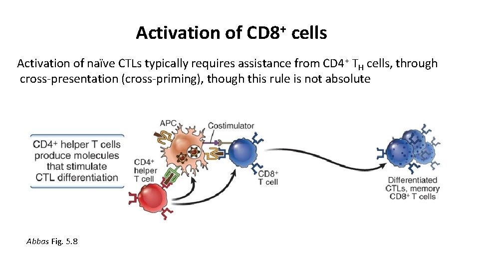 Activation of CD 8+ cells Activation of naïve CTLs typically requires assistance from CD