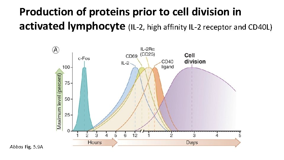 Production of proteins prior to cell division in activated lymphocyte (IL-2, high affinity IL-2