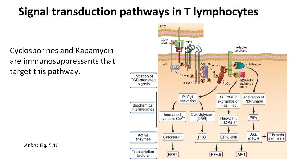 Signal transduction pathways in T lymphocytes Cyclosporines and Rapamycin are immunosuppressants that target this