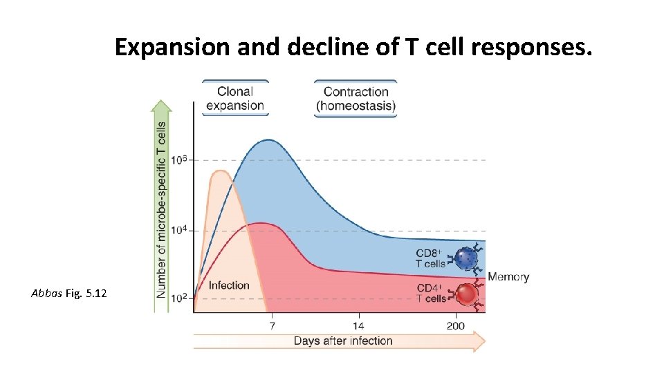 Expansion and decline of T cell responses. Abbas Fig. 5. 12 