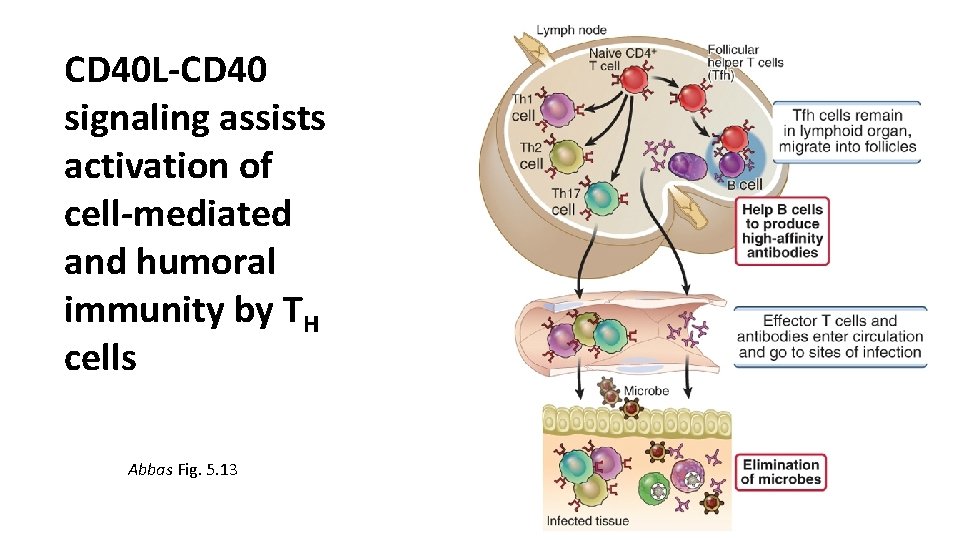 CD 40 L-CD 40 signaling assists activation of cell-mediated and humoral immunity by TH