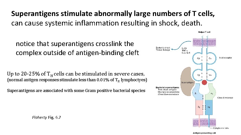 Superantigens stimulate abnormally large numbers of T cells, can cause systemic inflammation resulting in