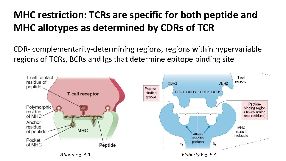 MHC restriction: TCRs are specific for both peptide and MHC allotypes as determined by