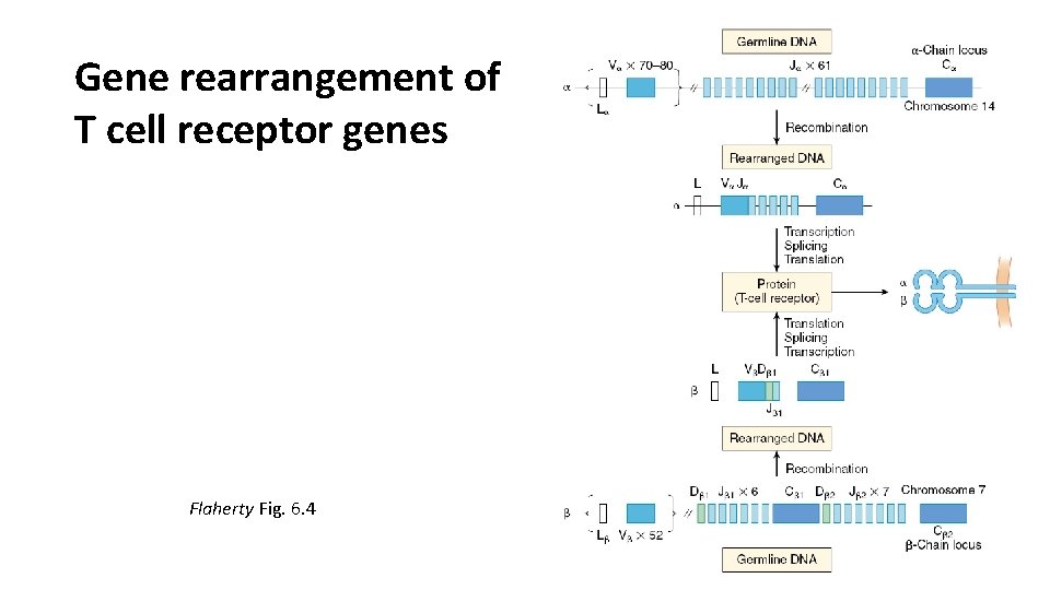 Gene rearrangement of T cell receptor genes Flaherty Fig. 6. 4 