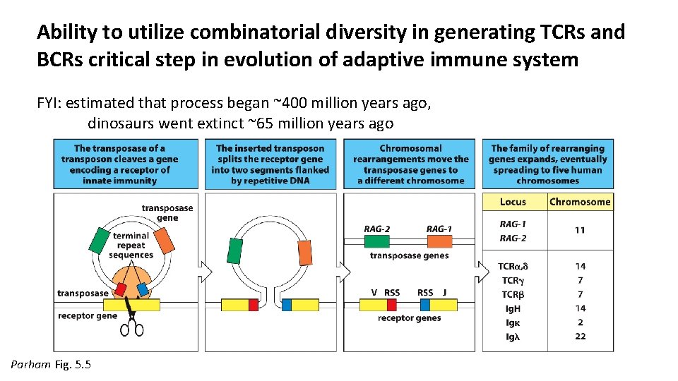 Ability to utilize combinatorial diversity in generating TCRs and BCRs critical step in evolution