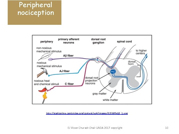 Peripheral nociception http: //stahlonline. cambridge. org/content/ep 4/images/02598 fig 10_1. png EJ Visser Churack Chair