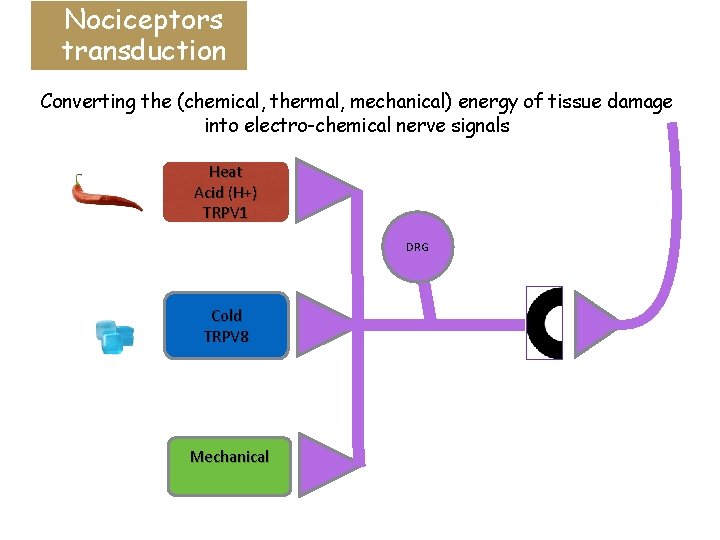 Nociceptors transduction Converting the (chemical, thermal, mechanical) energy of tissue damage into electro-chemical nerve