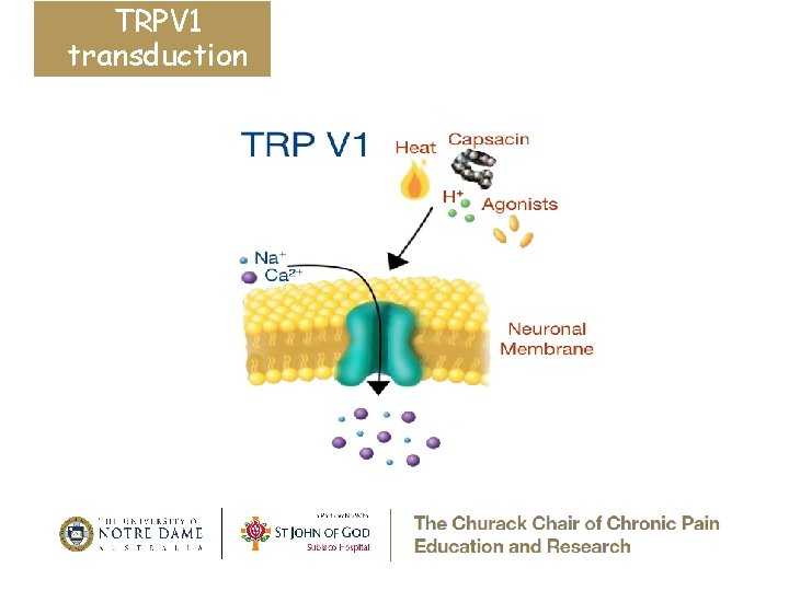 TRPV 1 transduction 