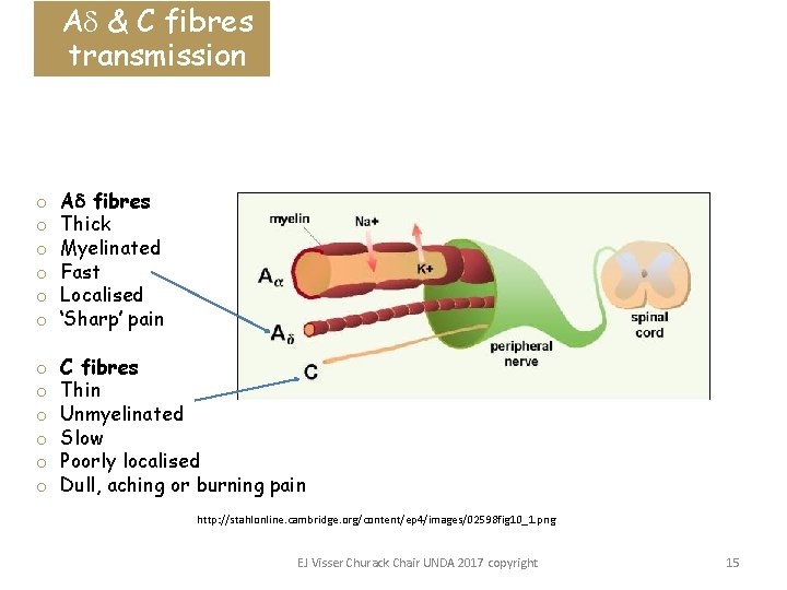 A & C fibres transmission o o o A fibres Thick Myelinated Fast Localised