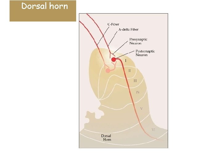 Dorsal horn 