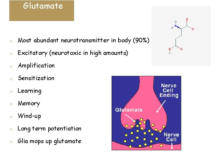 Glutamate o Most abundant neurotransmitter in body (90%) o Excitatory (neurotoxic in high amounts)