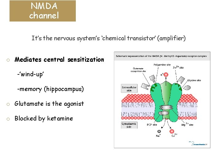 NMDA channel It’s the nervous system’s ‘chemical transistor’ (amplifier) o Mediates central sensitization -’wind-up’