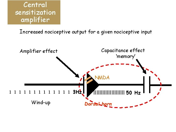 Central sensitization amplifier Increased nociceptive output for a given nociceptive input Capacitance effect ‘memory’