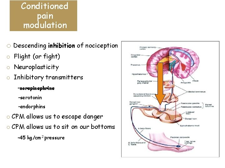 Conditioned pain modulation o Descending inhibition of nociception o Flight (or fight) o Neuroplasticity