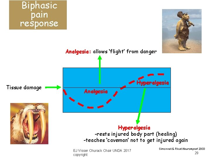 Biphasic pain response Analgesia: allows ‘flight’ from danger Tissue damage Hyperalgesia Analgesia Hyperalgesia -rests