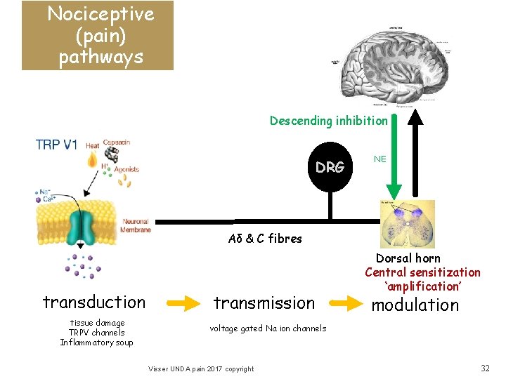 Nociceptive (pain) pathways Descending inhibition DRG NE Aδ & C fibres transduction tissue damage