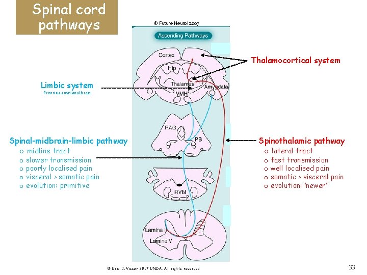 Spinal cord pathways © Future Neurol 2007 Thalamocortical system Limbic system Primitive emotional brain