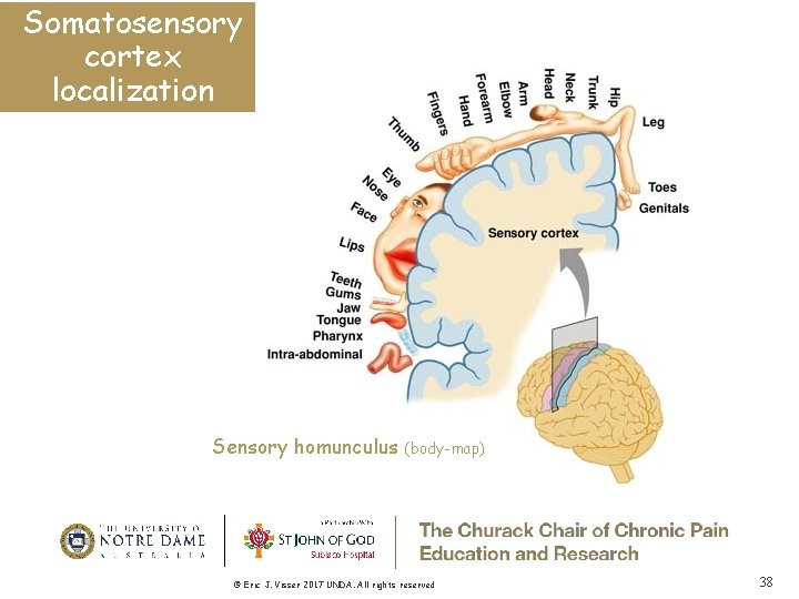 Somatosensory cortex localization Sensory homunculus (body-map) © Eric J. Visser 2017 UNDA. All rights