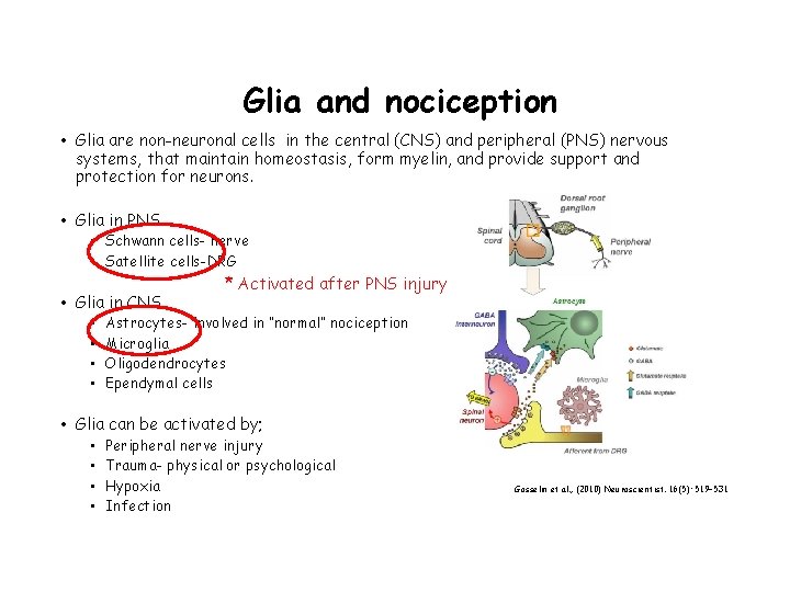 Glia and nociception • Glia are non-neuronal cells in the central (CNS) and peripheral